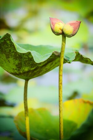 twin lotus flower bud collecting in lotus farmの写真素材