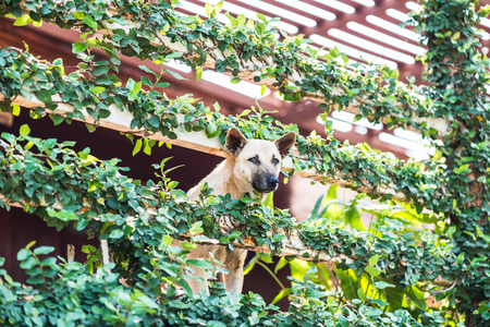 Dogs take a look at the strange house with tree cover.の写真素材