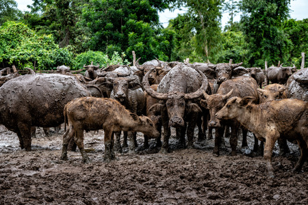 Buffalo farming in rural areas of the country, Thailand.の写真素材