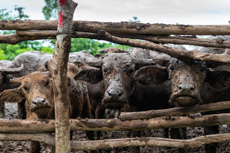 Buffalo farming in rural areas of the country, Thailand.の写真素材