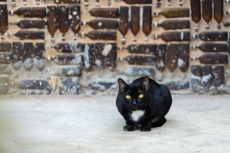 Black cat with yellow eyes staring at the bottle wall background.の写真素材