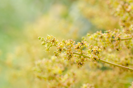 Mango flower selective Focusの写真素材
