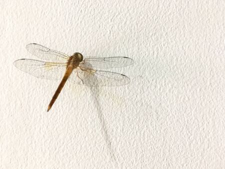 Dragonfly on the wallの写真素材