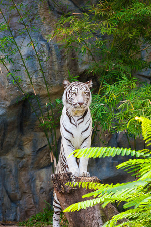White tiger stand on the stumpの写真素材
