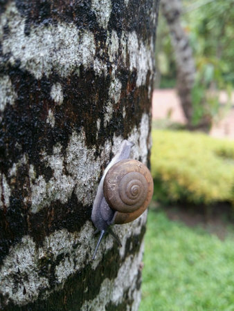 Helix snail on the tree.の素材