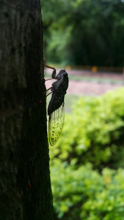Cicada on the treeの素材
