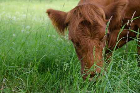 Brown cow eating grass in the field at summer near a farmの写真素材