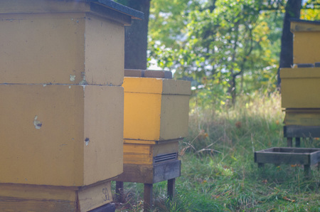 Beehives with the autumn sun in the background,の写真素材