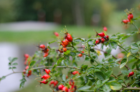 A bush with rosehip in the autumn rain.の写真素材