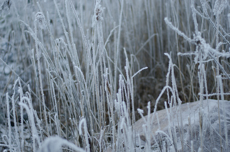 Frost bites - Frozen wild flower in nature on a cold and foggy day