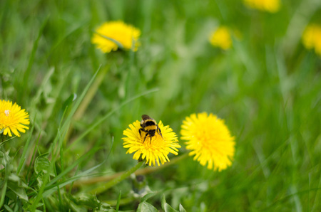 A bumblebee out to pollinate in a field of dandelions.の写真素材