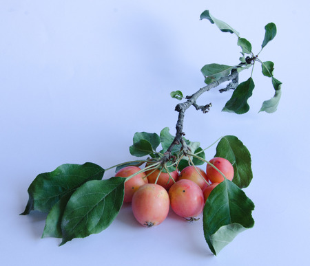 Wild apples with vibrant colors on a branch on white backgroundの写真素材