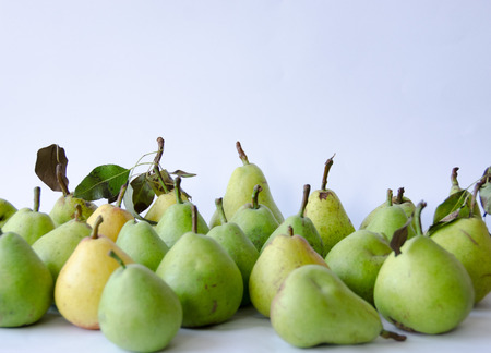 A group of handpicked pears during autumn