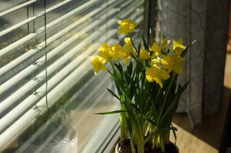 A group of narcissus pseudonarcissus in a bowl by a window during eastertimeの写真素材