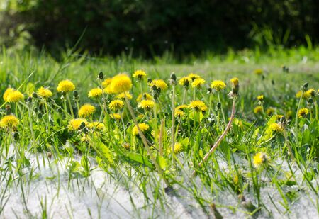 Populus Tremula, also called Aspen, has spread it's seeds all over the place, in this case the grass by a group of dandelions.の写真素材