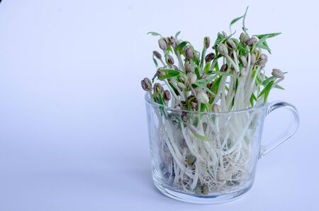 Mungbean sprouts in a glass on white backgroundの写真素材
