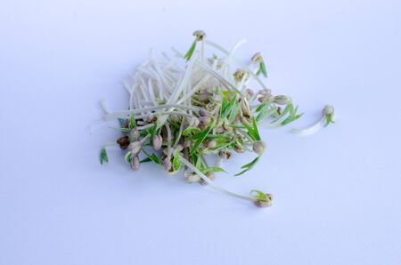 Mungbean sprouts on white backgroundの写真素材