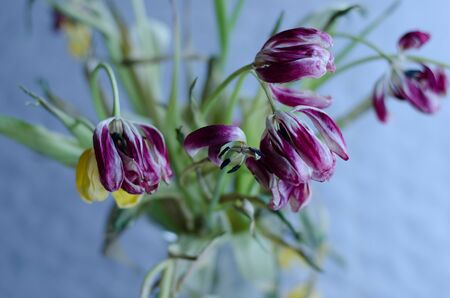 A bouquet of tulips fading away.の写真素材