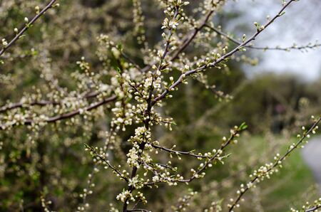 Sloe bush in early spring with buds and white flowersの写真素材