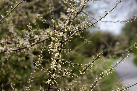 Sloe bush in early spring with buds and white flowersの写真素材