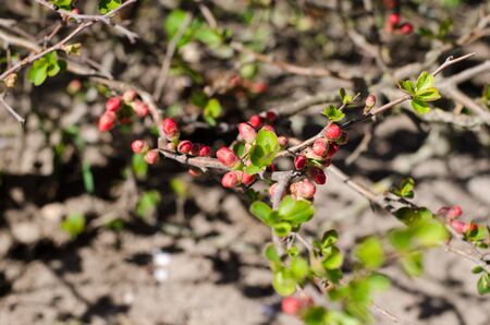 Chaenomeles japonica buds on a stem during early spring.の写真素材