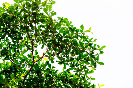 An Abstract Small Tree Leaves Isolated Background With Lively Green Colorの写真素材