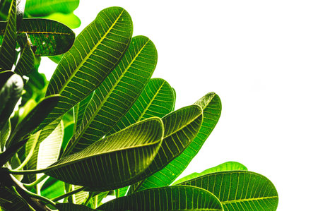 Frangipani Leaves Close Up On White Isolated Backgroundの写真素材