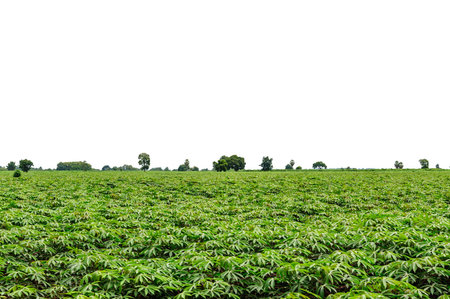 Potato Field White Isolated Background With Clipping Pathの写真素材