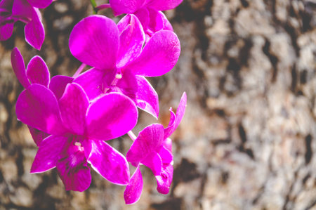 Purple Orchid Flowers With Bark Tree Background In Vintage Styleの写真素材