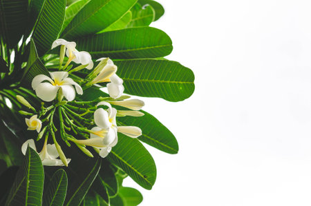 Frangipani Flowers And Leaves On White Isolated Backgroundの写真素材
