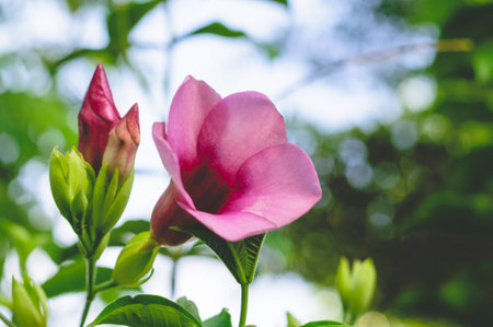 Purple Flower Name Allamanda In The Gardenの写真素材