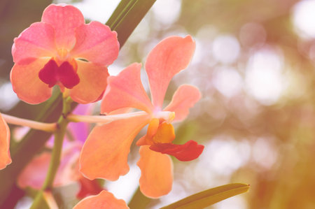 Yellow Pink Orchid Floral With Red Pollens In Vintage Style Colorful Background