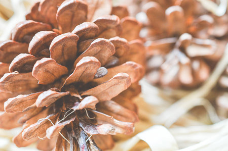 Dry Brown Pine Cones For Home Decoration