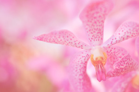 Pink Orchid Floral Close Up View In Pastel Pink Color Pattern Backgroundの写真素材