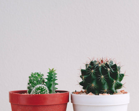 Small Green Cactus In Little Pot On White Backgroundの写真素材