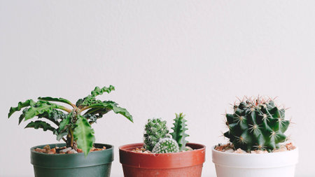 Small Vary Type Of Cactus In Little Pot On White Backgroundの写真素材