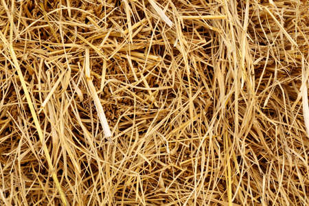 Dry rice straw texture for background and design, hay bale pattern.