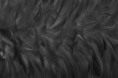Black white feather pattern texture for background and design.の写真素材
