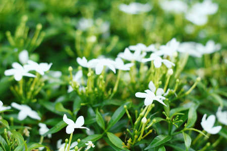 Close up of white flowers blooming in the garden for background and wallpaper.