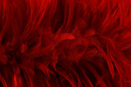 Beautiful dark red bird feathers pattern texture background.の写真素材