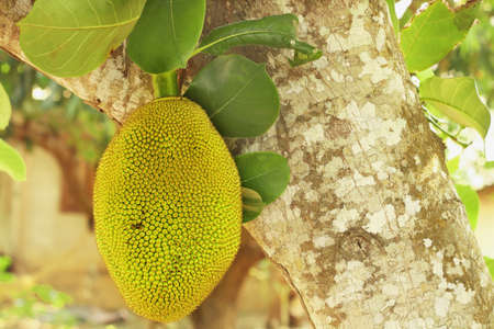 Fresh young green jackfruit hanging on the tree in the garden.の写真素材