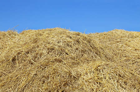 Hay stacks pattern with blue sky background, dry rice straw texture.