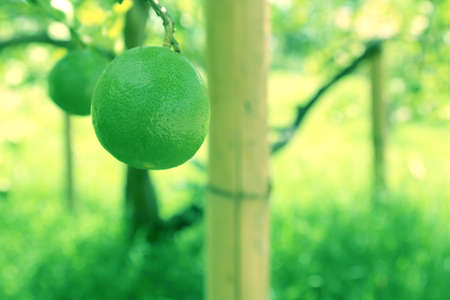 Close up of green lemon hanging on tree in the garden.の写真素材