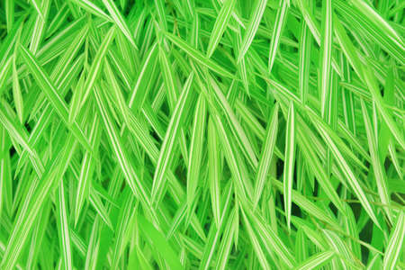 Close up of silver bamboo leaves plant in the garden.の写真素材