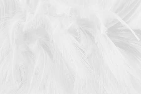White grey color bird feather pattern texture for background and design.の写真素材