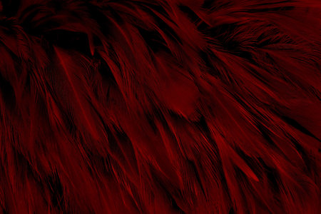Beautiful dark red bird feathers pattern texture background.の写真素材