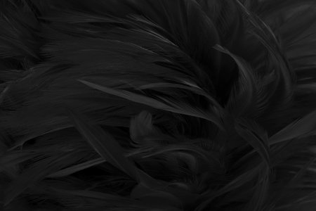 Beautiful black grey bird feathers pattern texture background.の写真素材