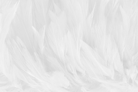 Beautiful white grey bird feathers pattern texture background.の写真素材