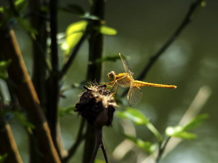 dragon flyの写真素材