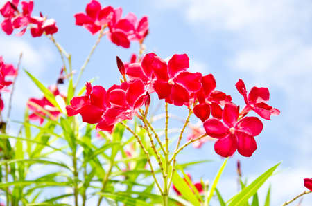  Nerium oleandes Flower